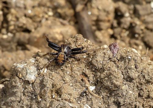 Xysticus sp.